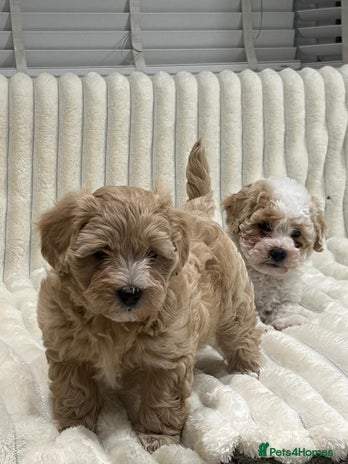 Maltipoo dogs - Advert 2