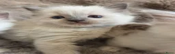 Ragdoll cats for sale: 🏆GCCF REG. EXTENSIVELY TESTED RAGDOLL KITTENS 🌟 - Advert 23