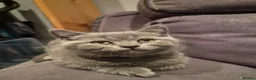 British Shorthair cats for sale: 6 Beautiful BSH Kittens - Advert 12