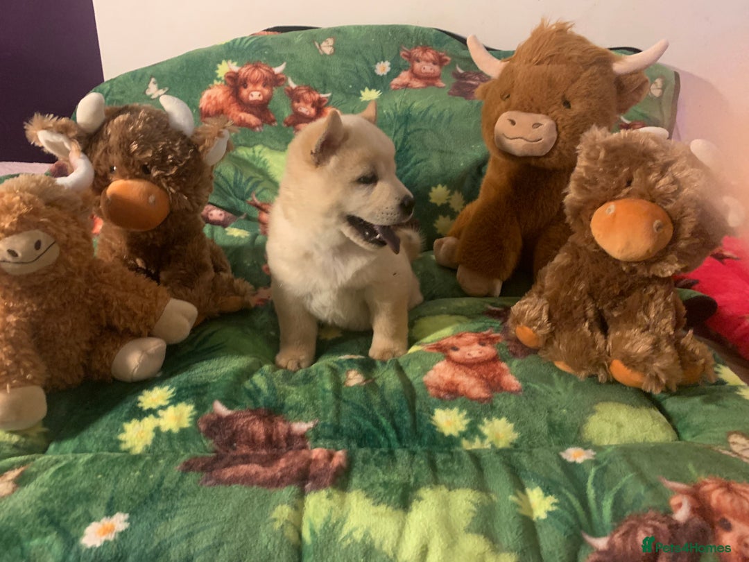 Chow Chow dogs for sale: 5 Chow Chow Puppies - Image 8