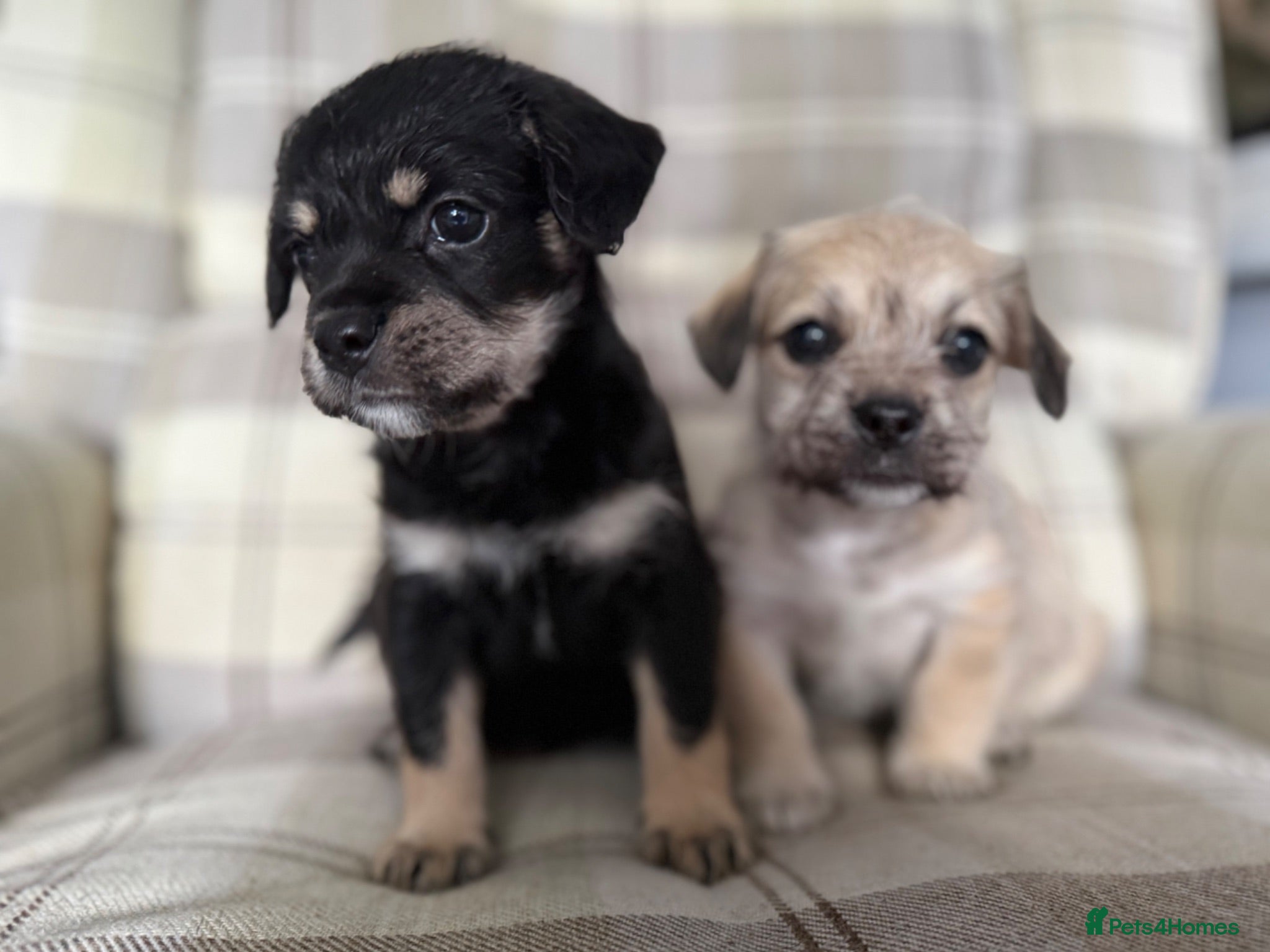 Mixed Breed dogs French bull dog cross toy cavashon  - Advert 10