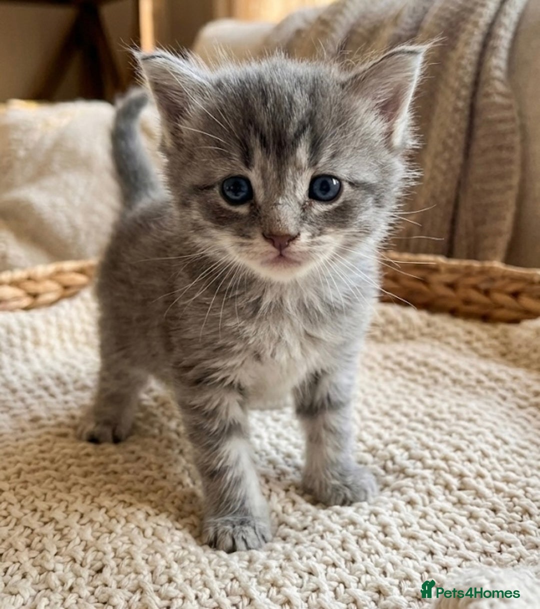 Maine Coon cats for sale: Stunning Maine Coon Kittens for sale - Advert 2