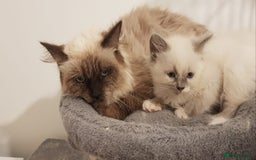 Siberian cats for sale: Hypoallergenic Siberian Neva Masquerade kitten - Image 7