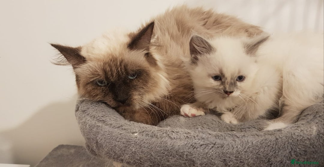 Siberian cats for sale: Hypoallergenic Siberian Neva Masquerade kitten - Image 7