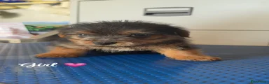 Norfolk Terrier Puppy 2
