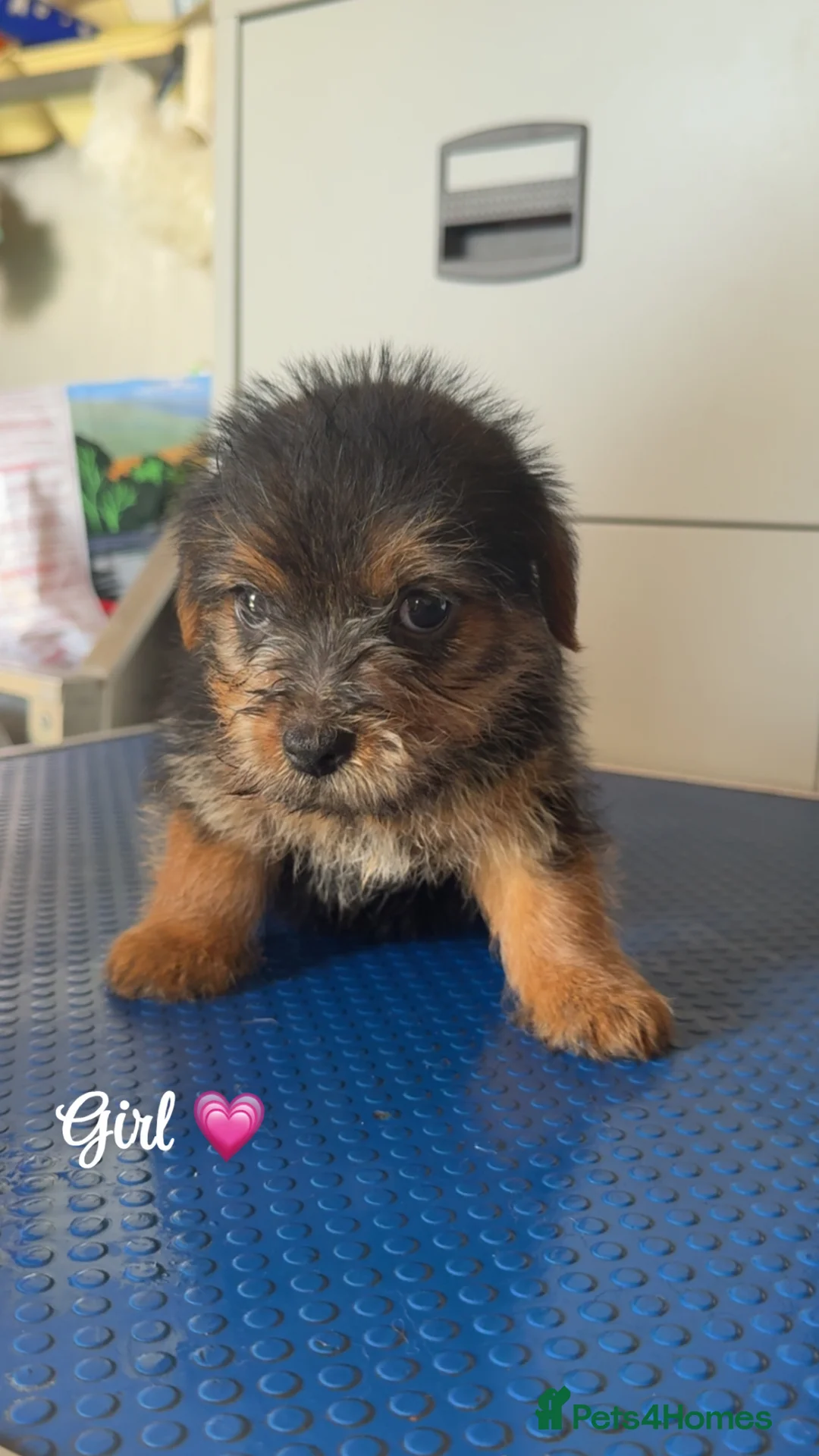 Norfolk Terrier dogs for sale: K.c. Registered Norfolk terriers - Advert 3