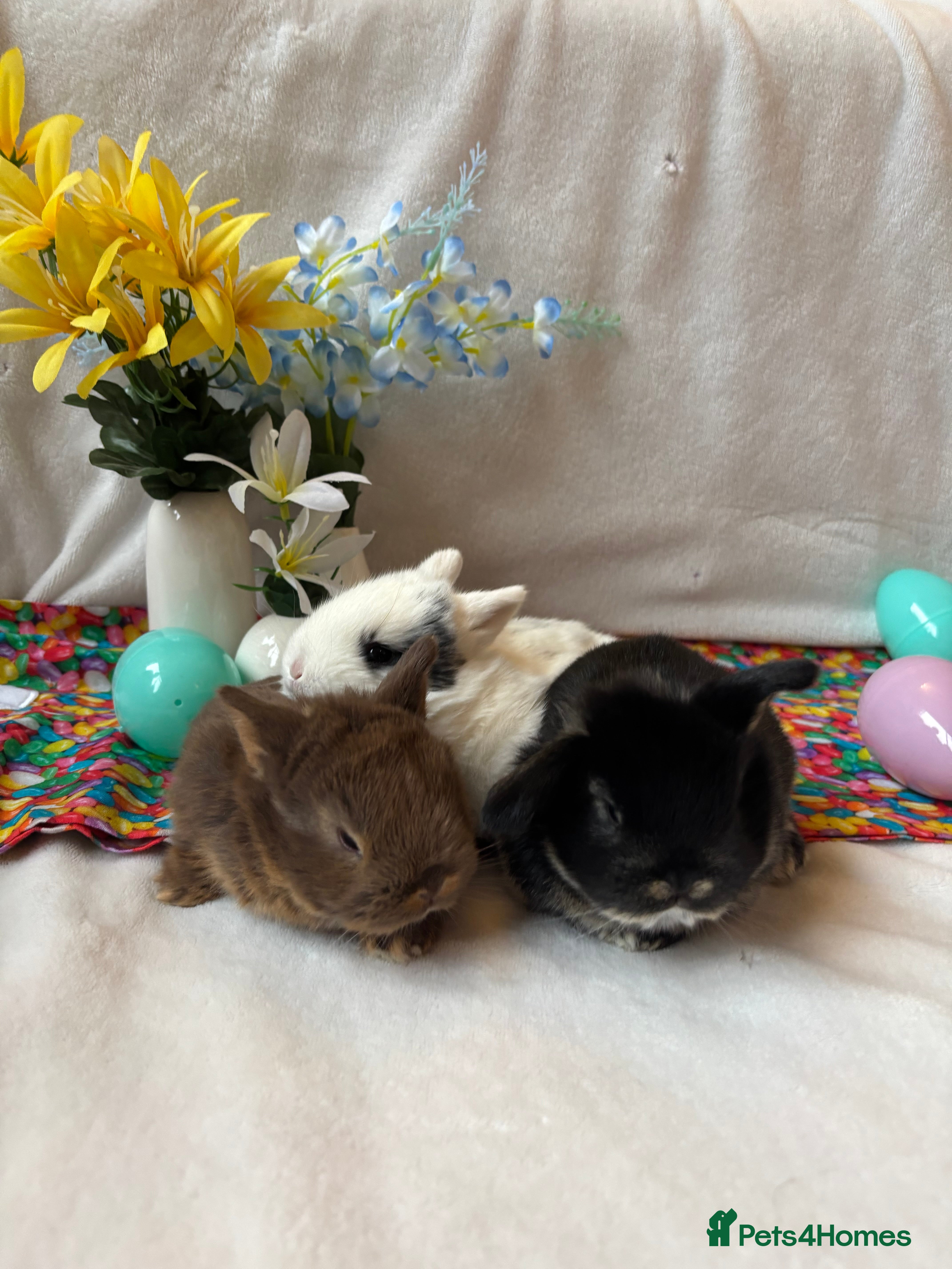 Mixed Breed rabbits 3 Baby Bunnies - Ready for their forever home! - Advert 1