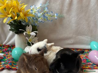 Mixed Breed rabbits 3 Baby Bunnies - Ready for their forever home! - Advert 11