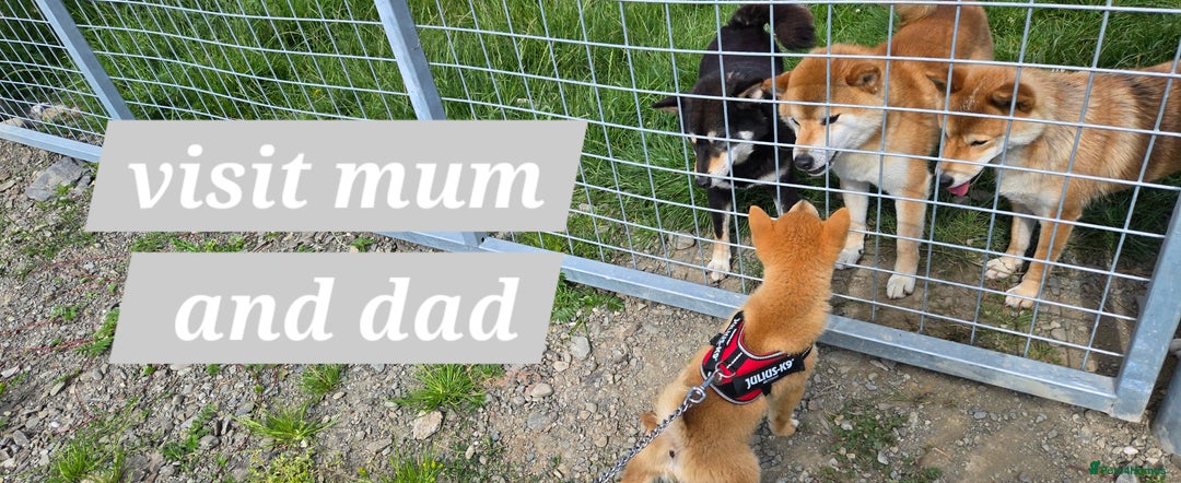 Japanese Shiba Inu dogs for sale: Stunning Shibas  in Llanybydder - Image 22