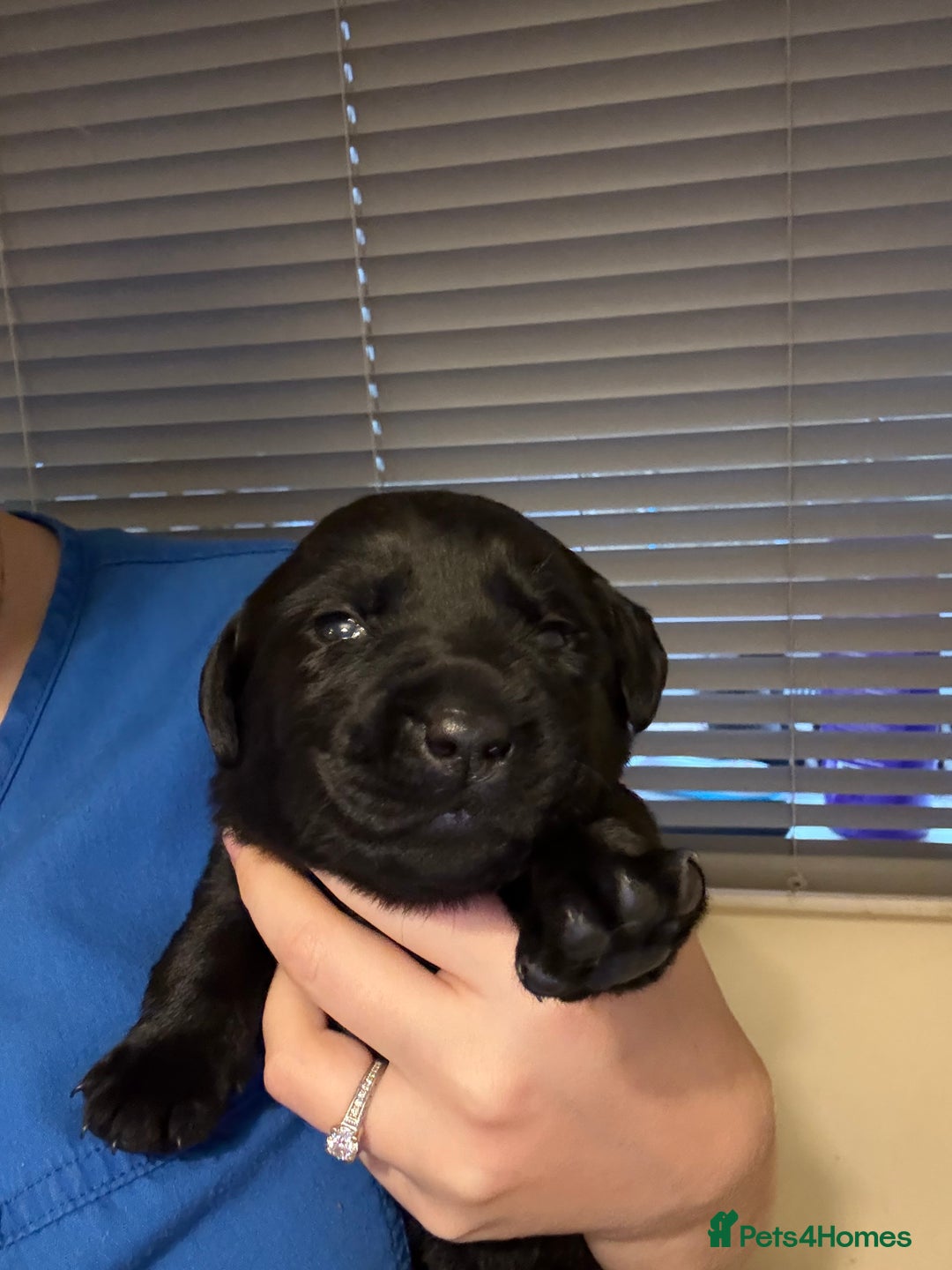 Labrador Retriever dogs for sale: Beautiful KC REG Fully health tested Labradors  - Image 11