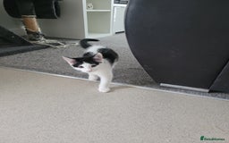 Minskin cats for sale: Two female kittens  - Image 2