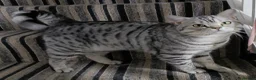 British Shorthair cats for sale: Purebred British Shorthair kittens  - Advert 18