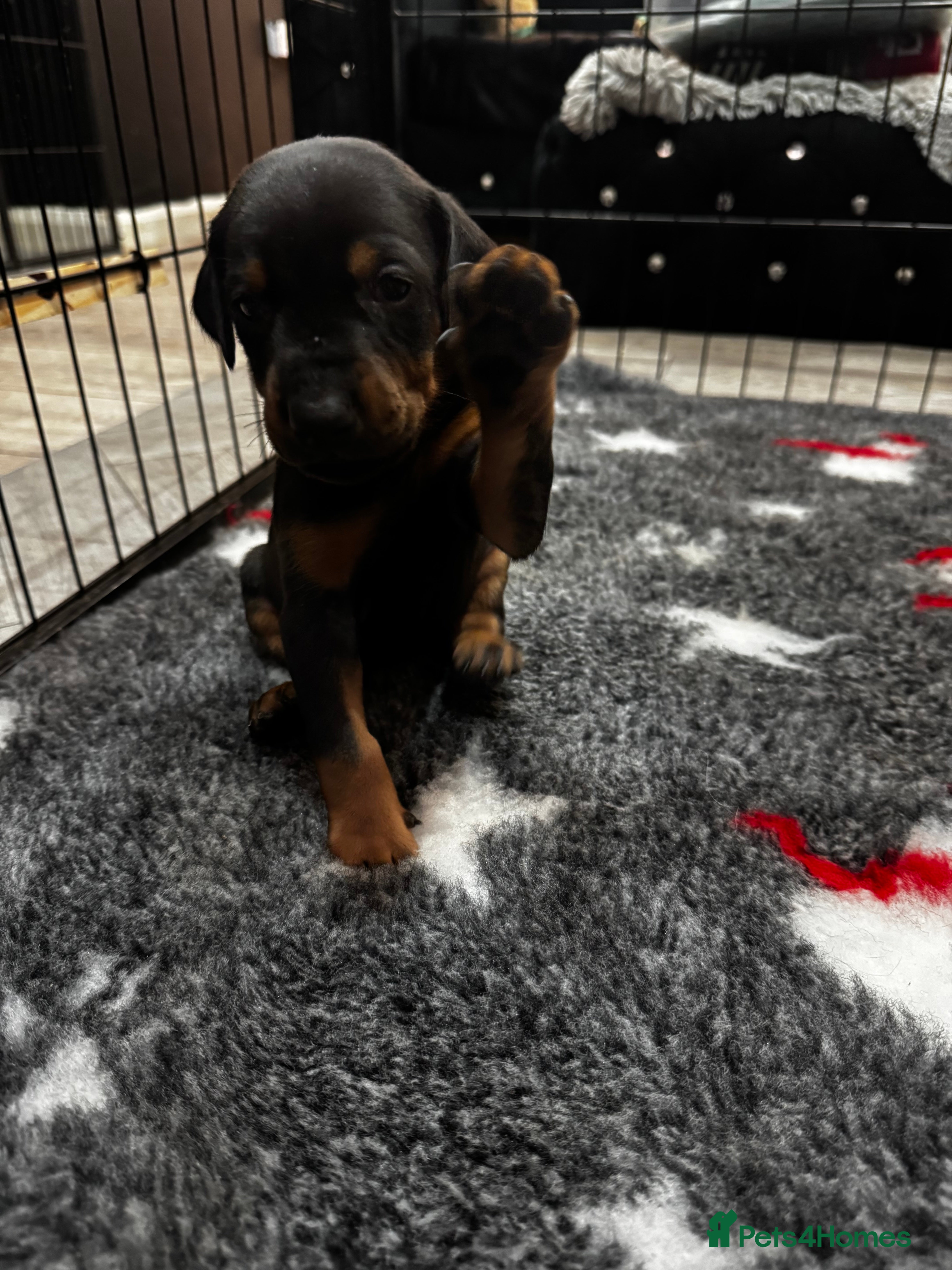 Dobermann dogs Last 3 puppies available  - Advert 1