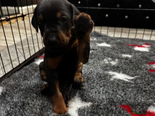 Dobermann dogs Last 3 puppies available - Advert 1