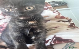 Mixed Breed cats for sale: 5 beautiful kittens ready for a new loving home  - Image 22