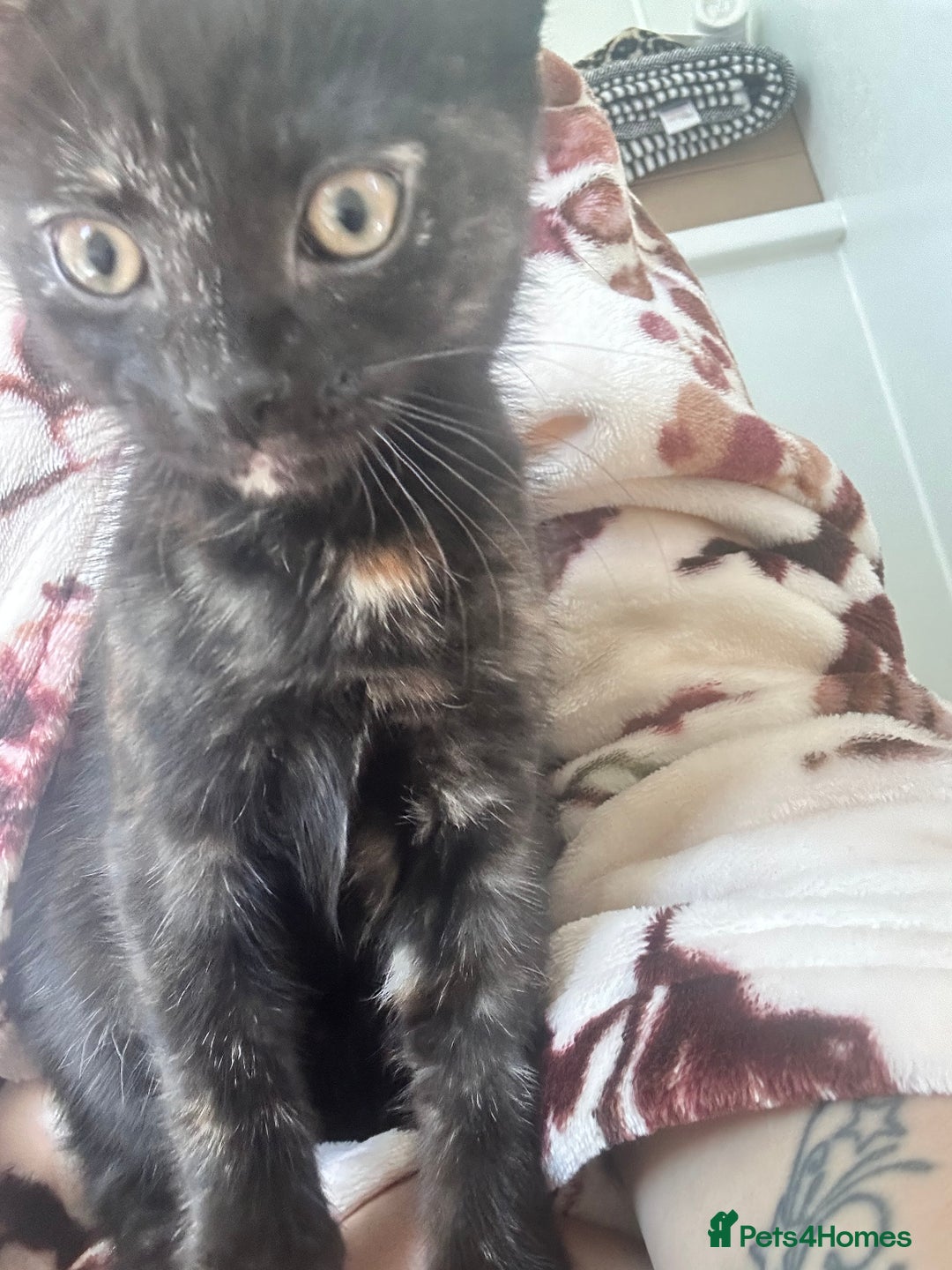 Mixed Breed cats for sale: 5 beautiful kittens ready for a new loving home  - Image 22