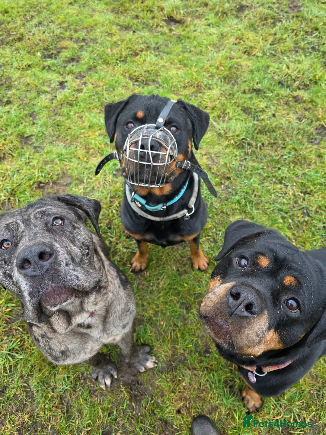 Cane Corso dogs for adoption: Cleo cane corso cross  - Advert 9