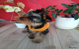 Yorkshire Terrier dogs for sale: Peace of Happiness!!! - Image 29