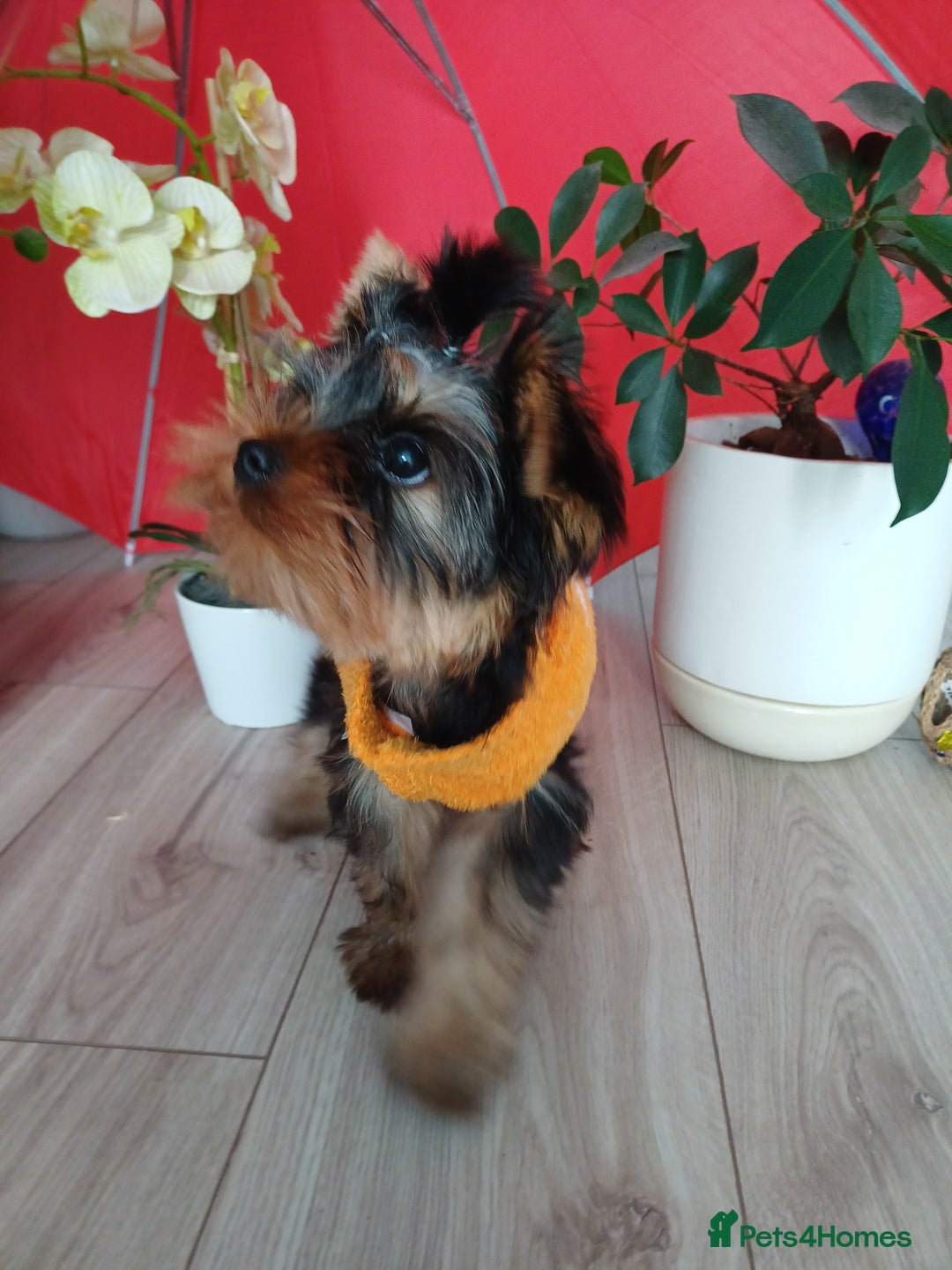 Yorkshire Terrier dogs for sale: Peace of Happiness!!! - Image 29