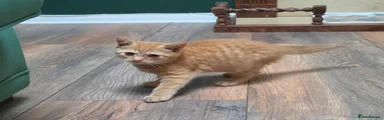 All ginger female