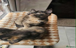 British Shorthair cats for sale: Stunning British Shorthair Kittens Ready Now! - Image 34