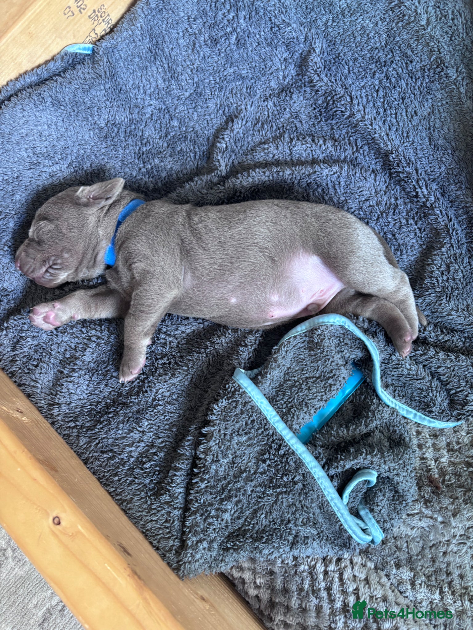 Mixed Breed dogs WEIMARMAN CHAMPION BLOODLINE PUPS - Advert 1