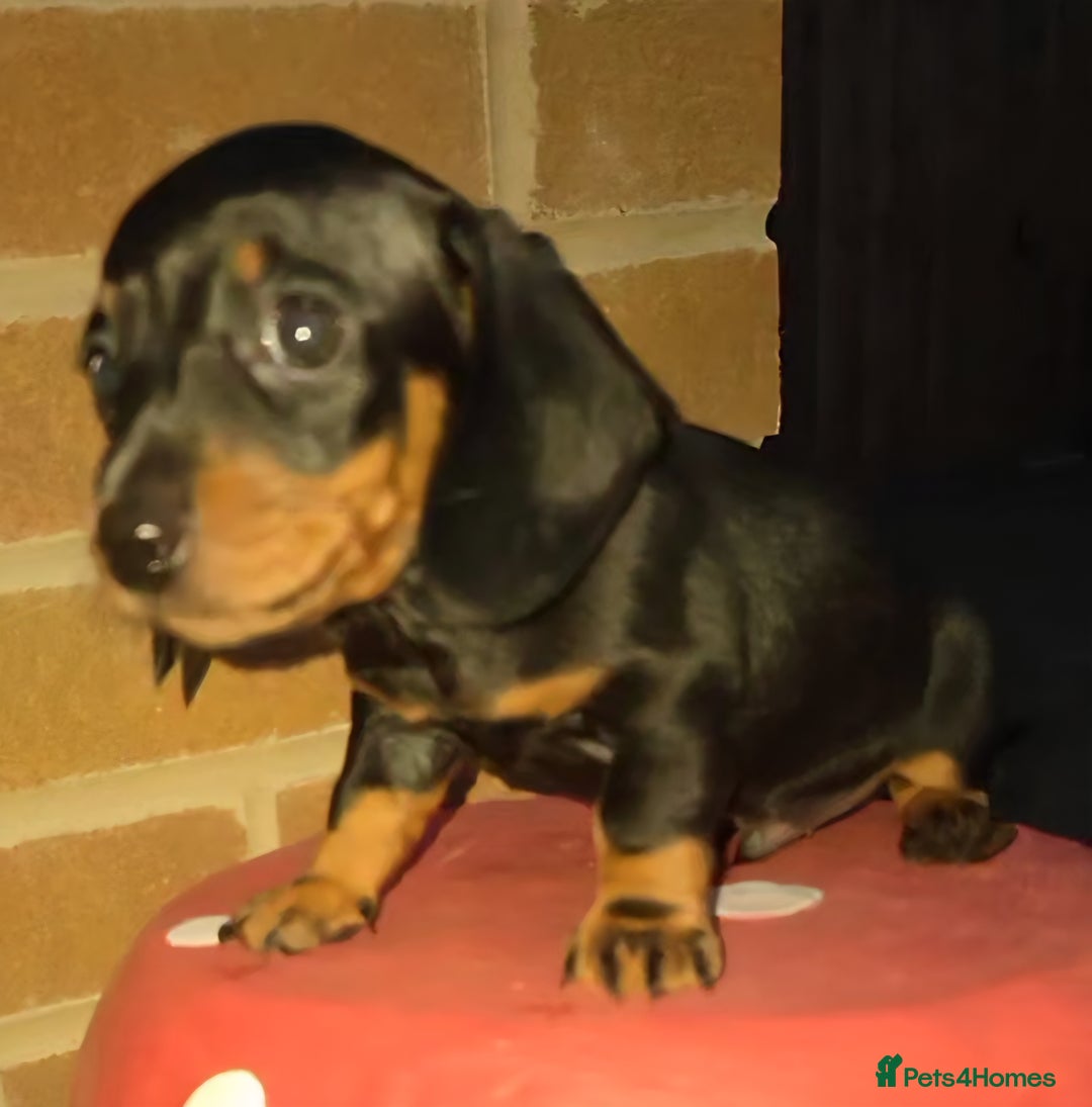 Miniature Dachshund dogs for sale: Kc registered quality mini dachshund puppies - Image 19