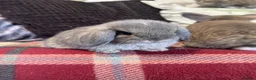 Mini Lop rabbits for sale: Gorgeous pure Mini lop babies in Llandysul - Advert 11