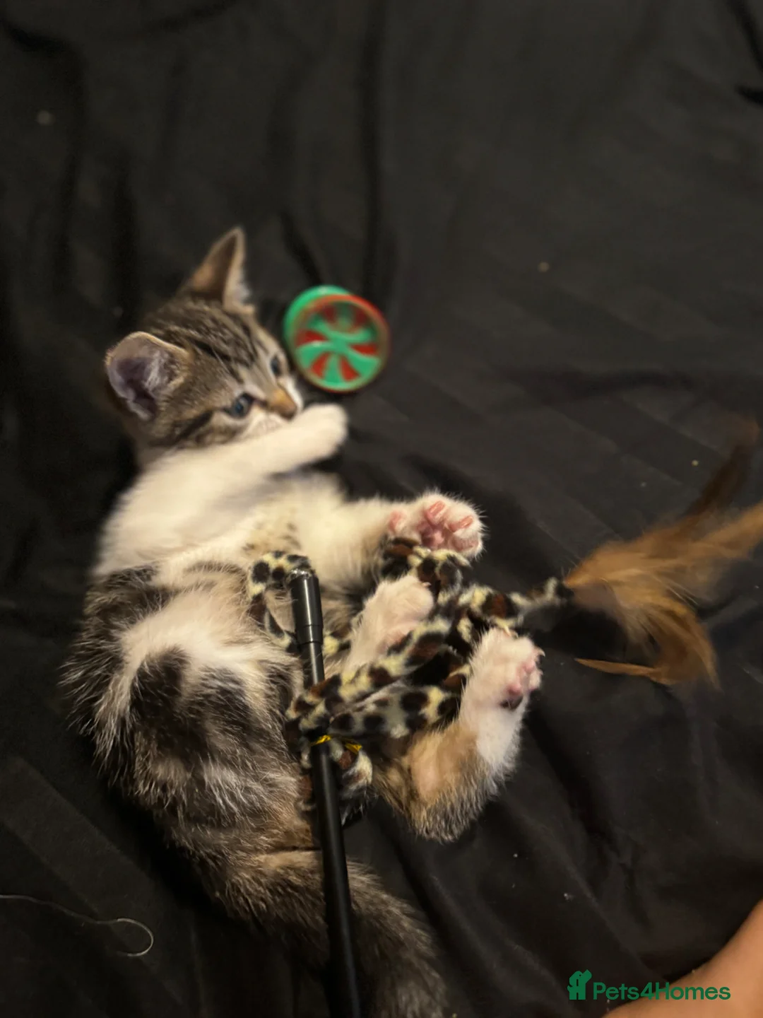 Mixed Breed cats for sale: Male kitten for sale walsall in Walsall - Advert 3