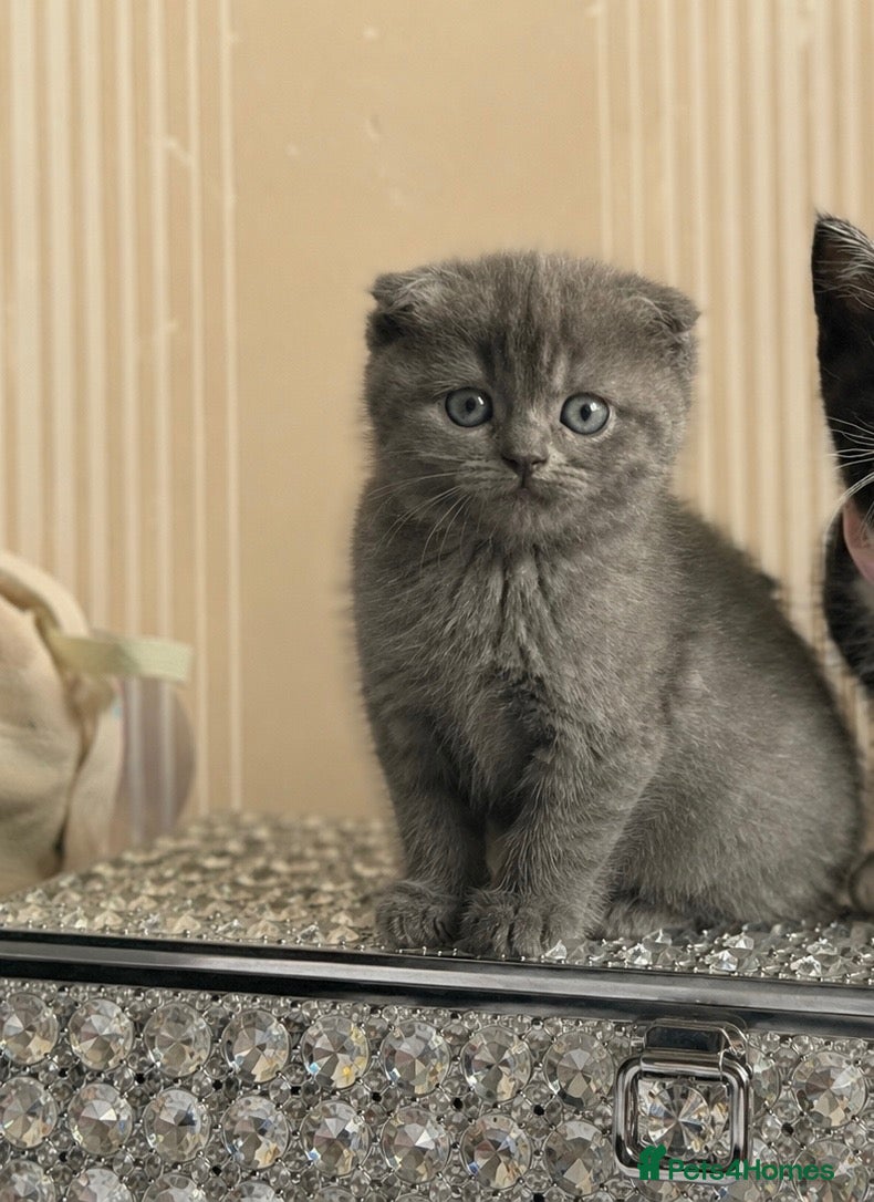 Scottish Fold cats TODAY OFFER‼️STUNNING LAST GREY FEMALE  - Advert 1