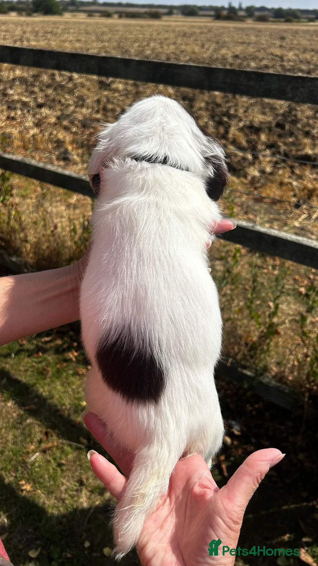 Sprocker dogs for sale: Gorgeous Sprocker Puppies - Advert 17