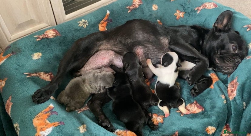 French Bulldog dogs French bulldogs puppy’s for sale - Advert 8