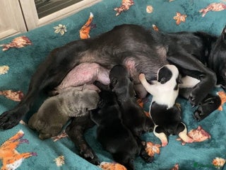 French Bulldog dogs French bulldogs puppy’s for sale - Advert 3