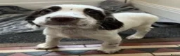 English Springer Spaniel dogs for sale: KC Registered English Springer Spaniels in Derby - Advert 7