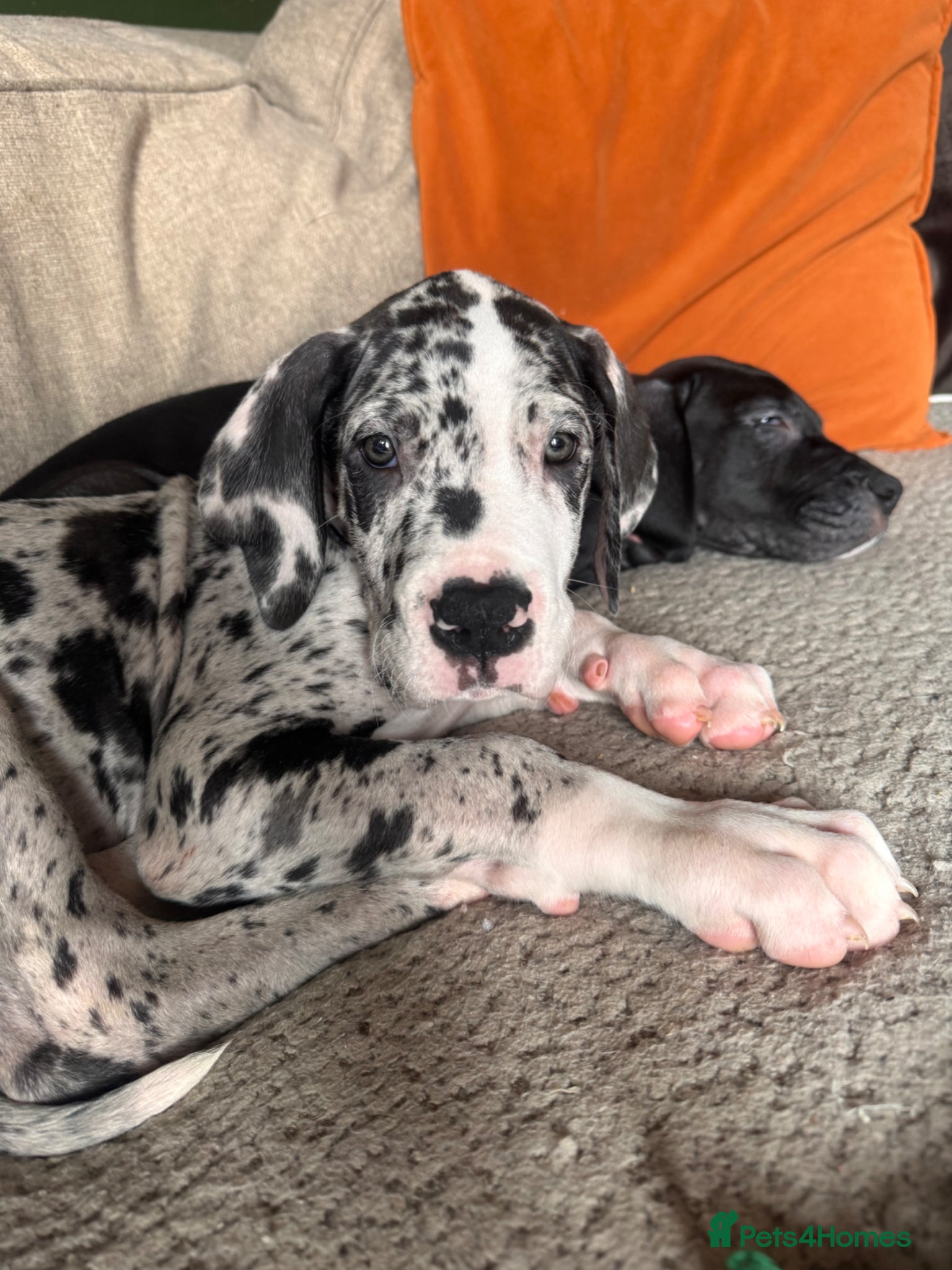 Great Dane dogs KC reg Great Dane pup - Advert 14