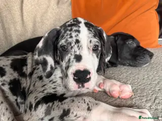 Great Dane dogs KC reg Great Dane pup - Advert 4