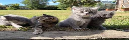 Ragdoll cats for sale: Ragdoll / exotic  - Advert 6