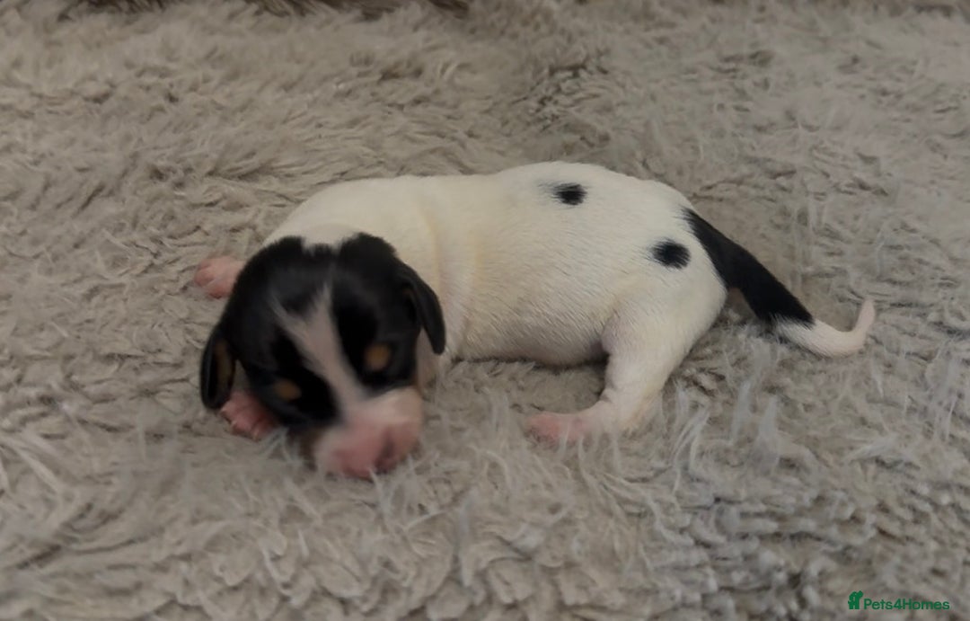 Miniature Dachshund dogs for sale: Beutiful mini dachshund pups  - Advert 16