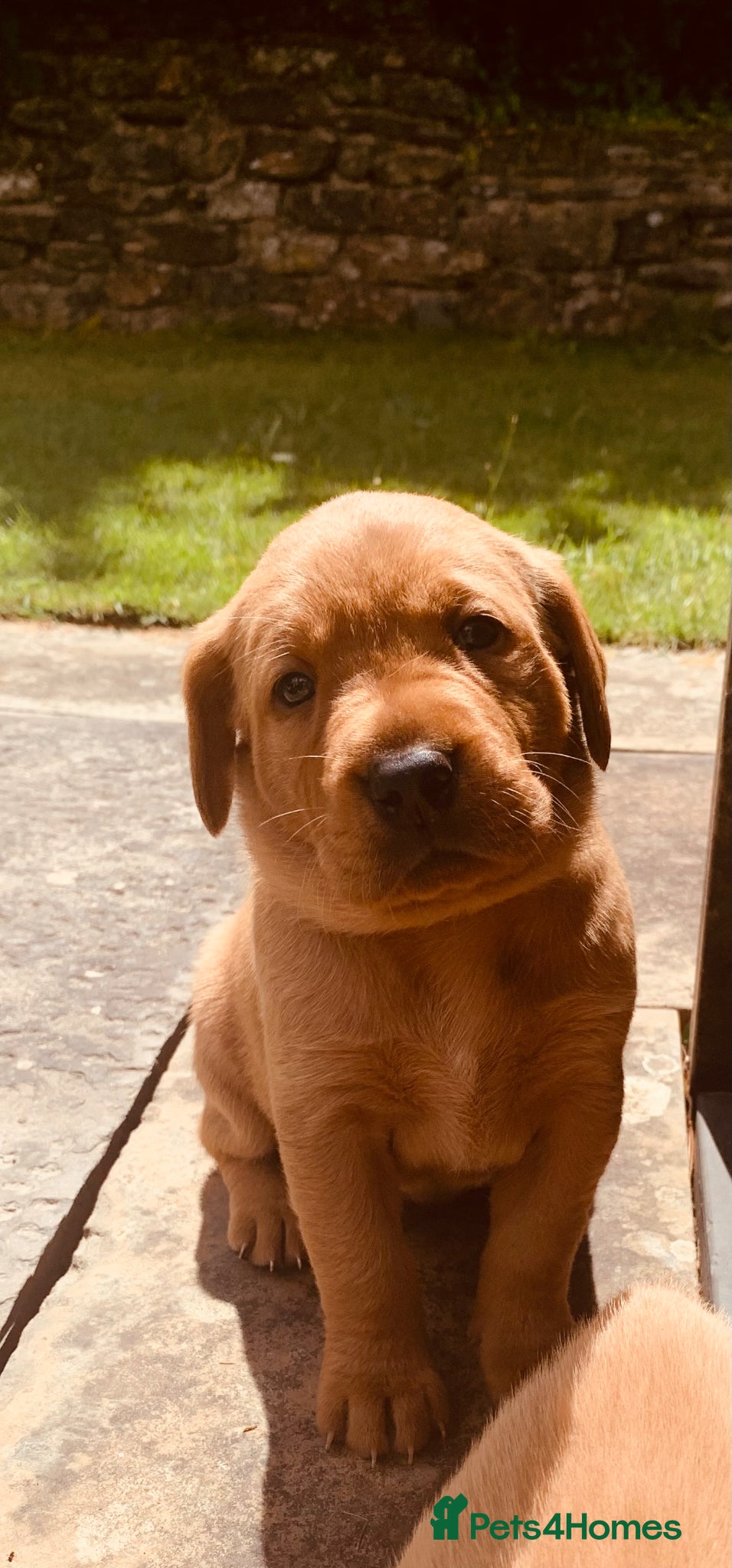 Labrador Retriever dogs KC reg health-tested Fox Red lab pups home raised - Advert 8