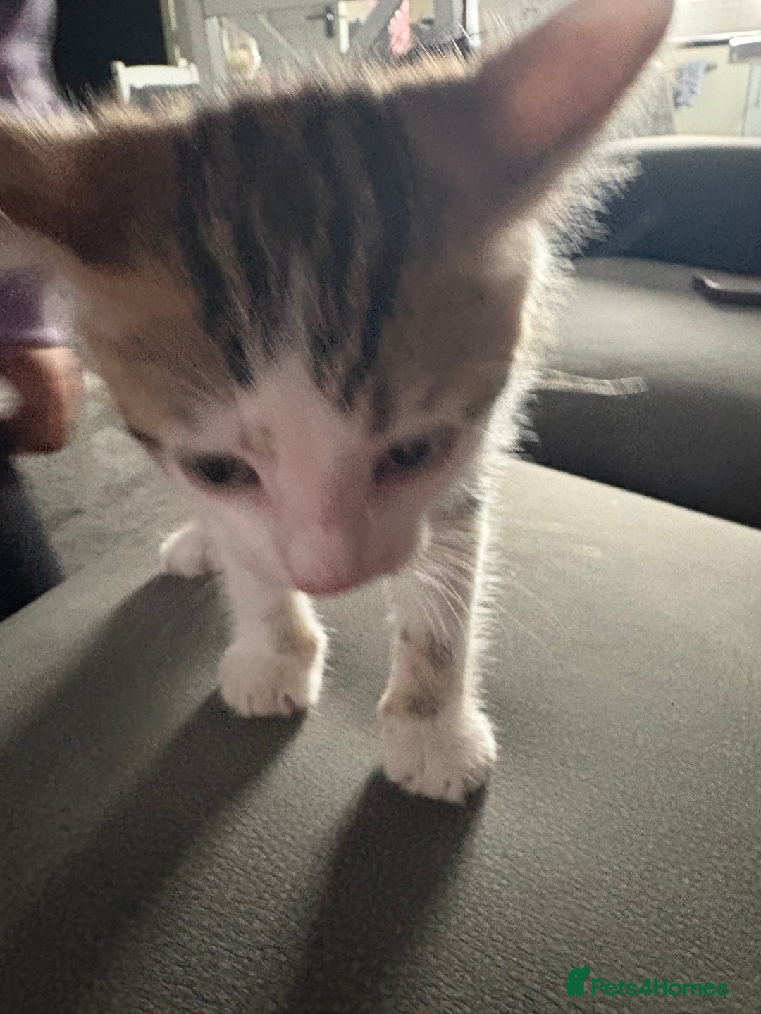 Mixed Breed cats for sale: 3 beautiful boy kittens  - Image 3