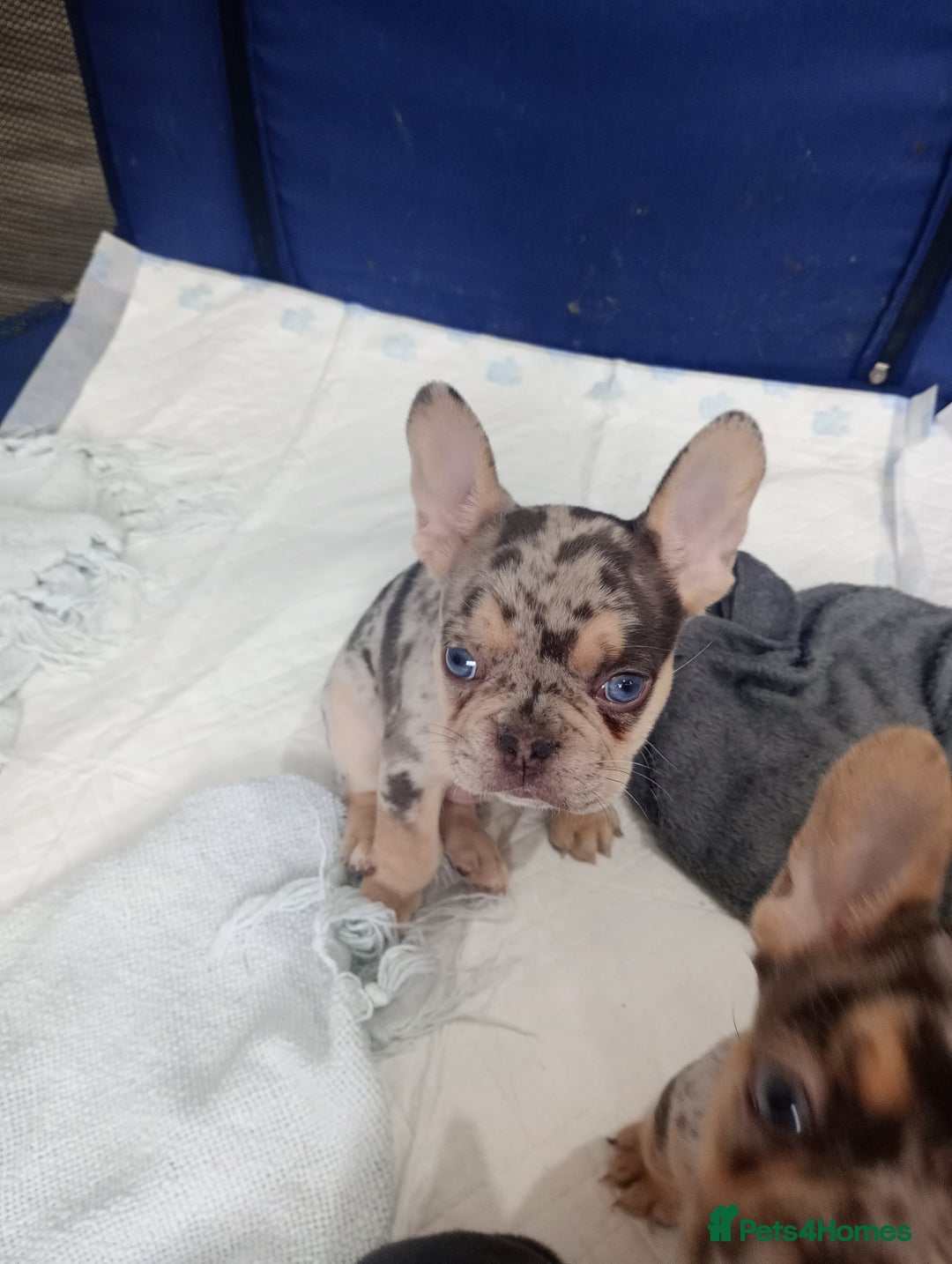 French Bulldog dogs for sale: REDUCED !!!! FRENCH BULLDOG PUPS / READY NOW!!! - Image 12