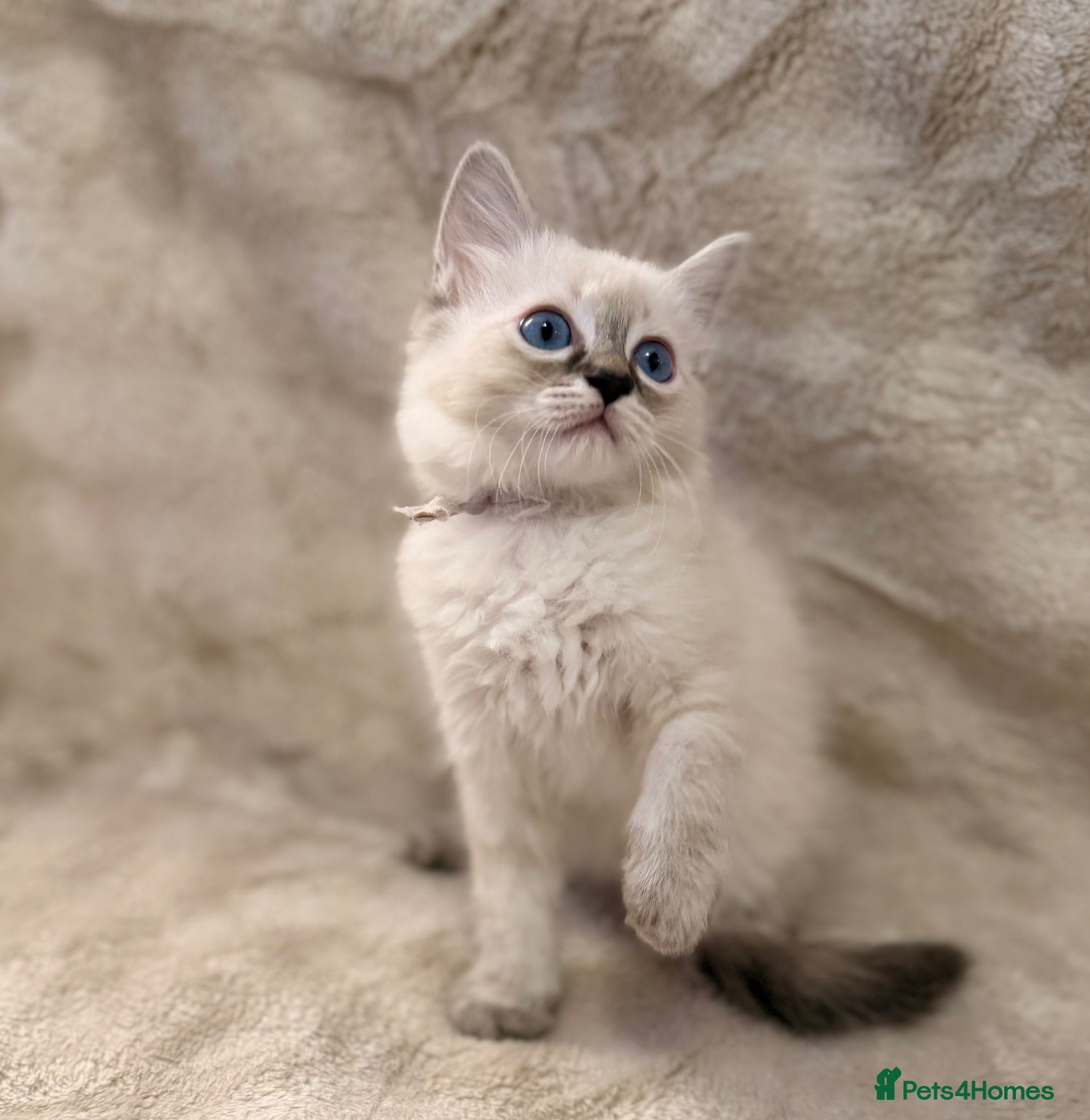 Ragdoll cats ✨ Beautiful Ragdoll Girl Kittens 🩷 - Advert 5