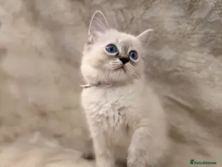 Ragdoll cats ✨ Beautiful Ragdoll Girl Kittens 🩷 - Advert 16