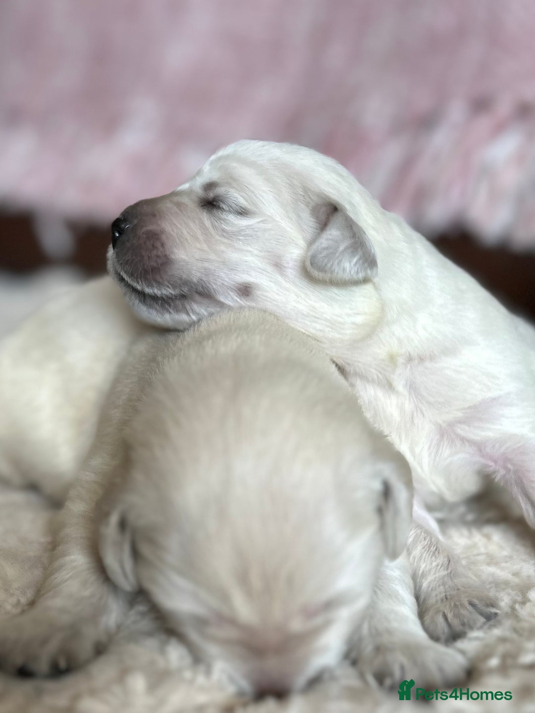 Golden Retriever dogs for sale: 1 Male Puppy Available  - Image 19