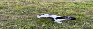 English Springer Spaniel female