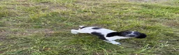 English Springer Spaniel dogs for sale: KC Registered English Springer Spaniel Pups  - Advert 9