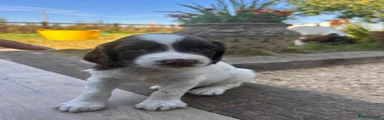 English Springer Spaniel 3