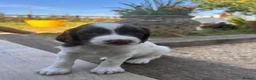 English Springer Spaniel dogs for sale: KC Springer Spaniels - Advert 6