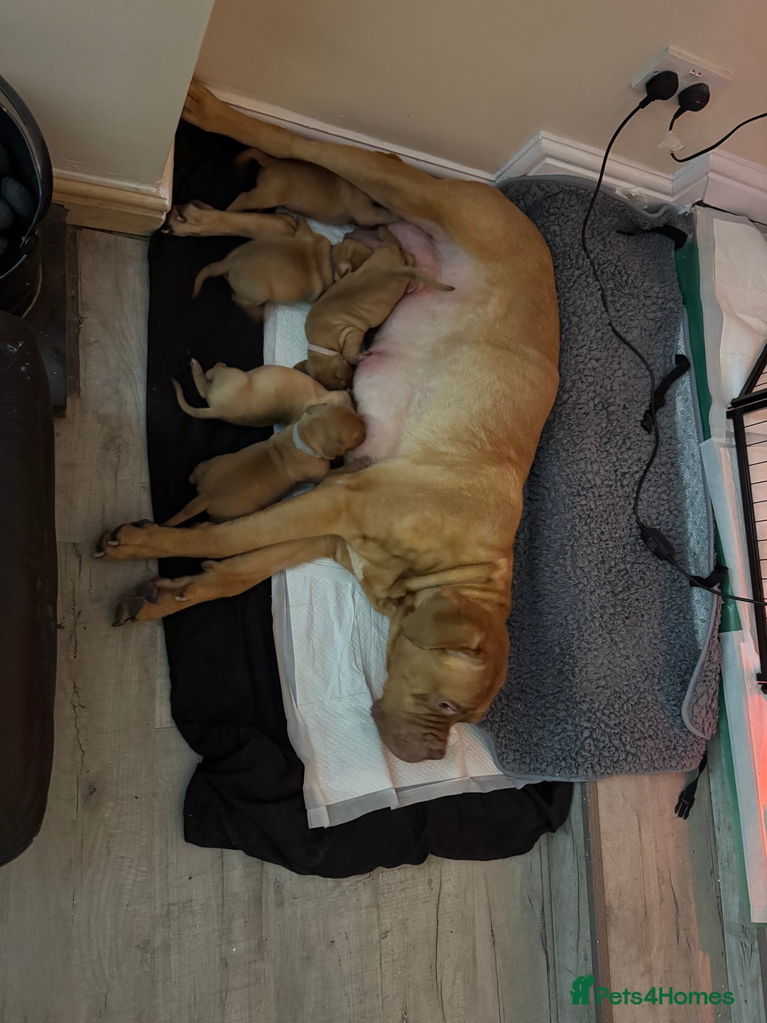 Dogue De Bordeaux dogs for sale: Dogue de Bordeaux pups for sale - Advert 24
