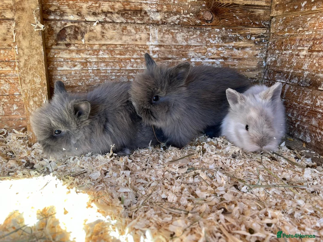Lionhead rabbits for sale: Lionhead babies  - Advert 1
